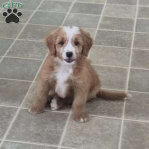 Oliver, Mini Bernedoodle Puppy