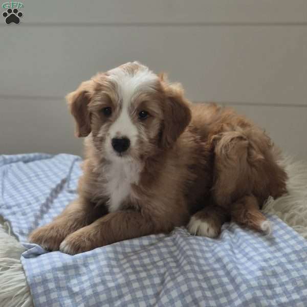 Oliver, Mini Bernedoodle Puppy