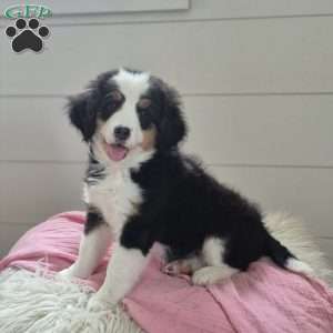 Violet, Mini Bernedoodle Puppy