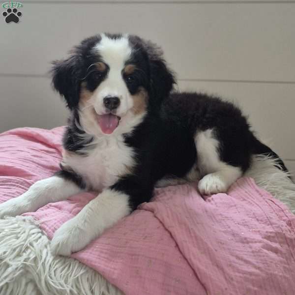 Violet, Mini Bernedoodle Puppy