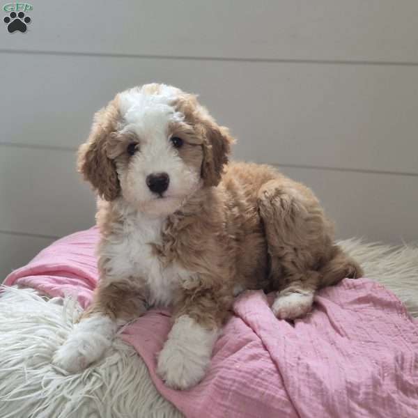 Sophie, Mini Bernedoodle Puppy