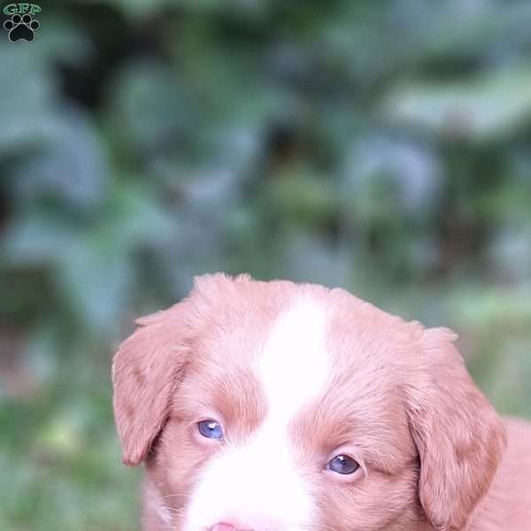 Harbor, Mini Bernedoodle Puppy