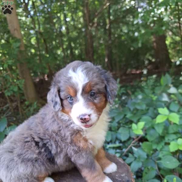 Breeze, Mini Bernedoodle Puppy