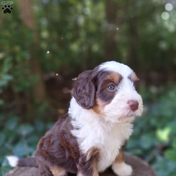 Ivy, Mini Bernedoodle Puppy
