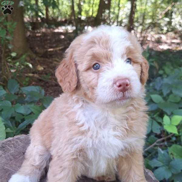 Clover, Mini Bernedoodle Puppy