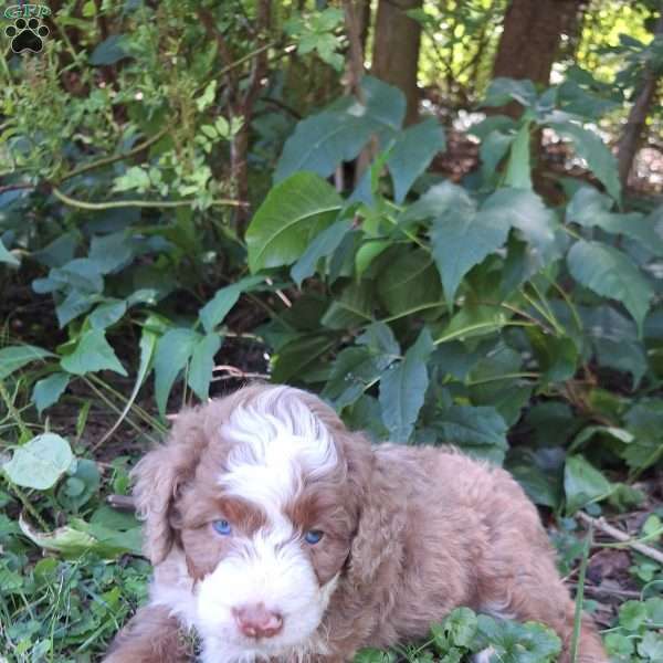Scout, Mini Bernedoodle Puppy