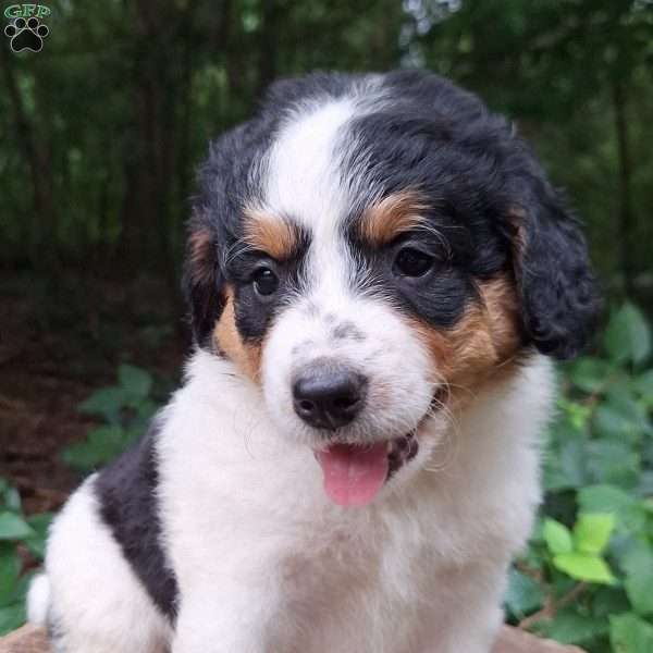 Poky, Mini Bernedoodle Puppy