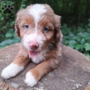 Daisy, Mini Bernedoodle Puppy