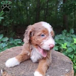 Daisy, Mini Bernedoodle Puppy