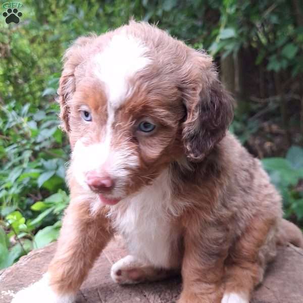 Daisy, Mini Bernedoodle Puppy