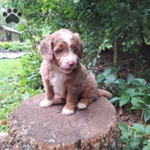 Daisy, Mini Bernedoodle Puppy