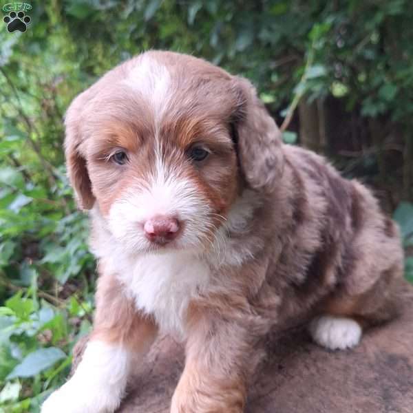 Piper, Mini Bernedoodle Puppy