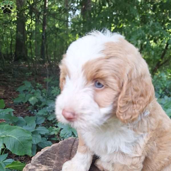 Oaks, Mini Bernedoodle Puppy