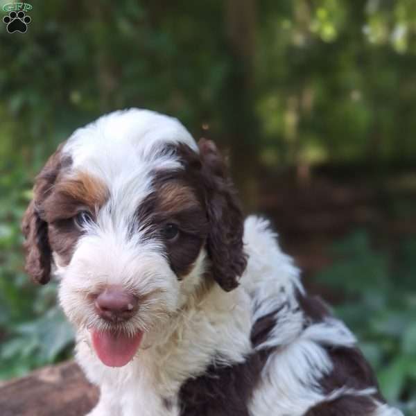 Alfie, Mini Bernedoodle Puppy