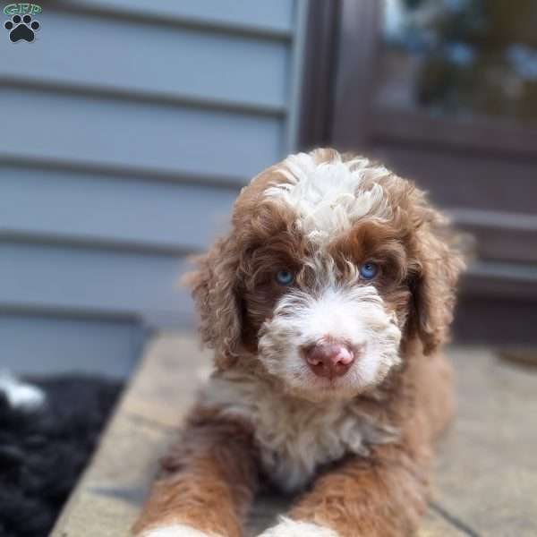 Scout, Mini Bernedoodle Puppy