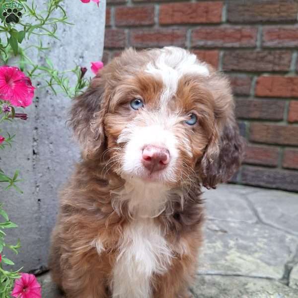 Daisy, Mini Bernedoodle Puppy