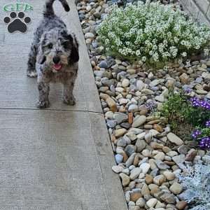 Sky F1B, Mini Aussiedoodle Puppy