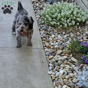 Sky F1B, Mini Aussiedoodle Puppy