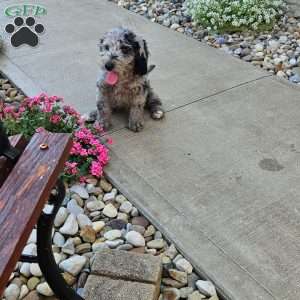 Sky F1B, Mini Aussiedoodle Puppy