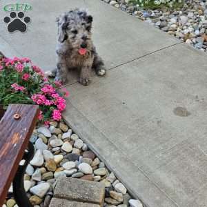Sky F1B, Mini Aussiedoodle Puppy