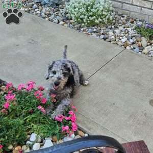 Sky F1B, Mini Aussiedoodle Puppy