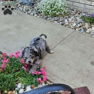 Sky F1B, Mini Aussiedoodle Puppy