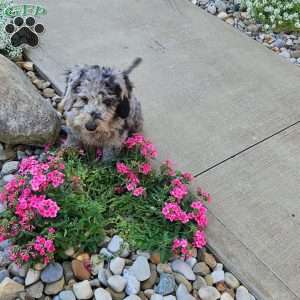 Sky F1B, Mini Aussiedoodle Puppy