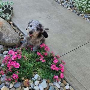 Sky F1B, Mini Aussiedoodle Puppy