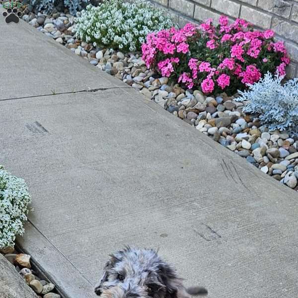 Sky F1B, Mini Aussiedoodle Puppy