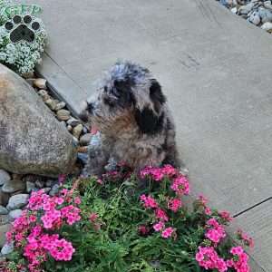 Sky F1B, Mini Aussiedoodle Puppy