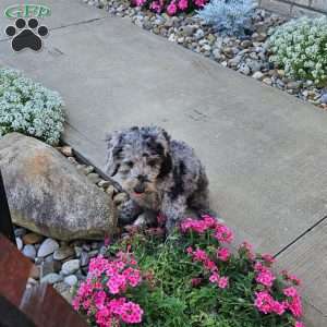 Sky F1B, Mini Aussiedoodle Puppy