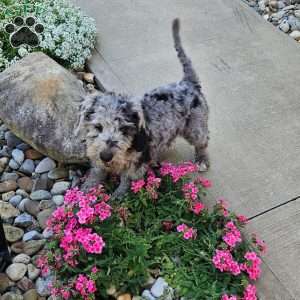 Sky F1B, Mini Aussiedoodle Puppy