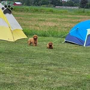 Teddy F1B, Mini Goldendoodle Puppy