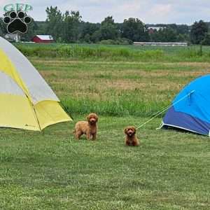 Teddy F1B, Mini Goldendoodle Puppy
