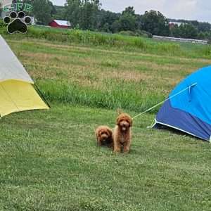 Teddy F1B, Mini Goldendoodle Puppy