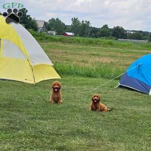 Teddy F1B, Mini Goldendoodle Puppy