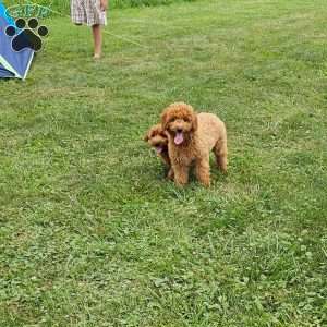 Teddy F1B, Mini Goldendoodle Puppy