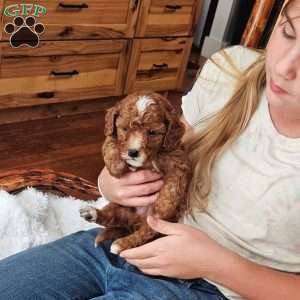 Rowan F1B, Cavapoo Puppy