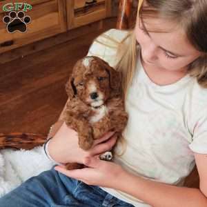Rowan F1B, Cavapoo Puppy