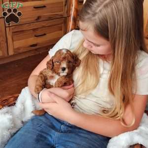 Rowan F1B, Cavapoo Puppy