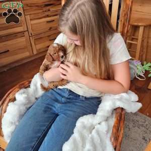 Rowan F1B, Cavapoo Puppy