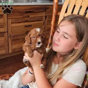 Rowan F1B, Cavapoo Puppy