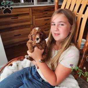 Rowan F1B, Cavapoo Puppy