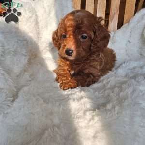 Rufus F1B, Cavapoo Puppy