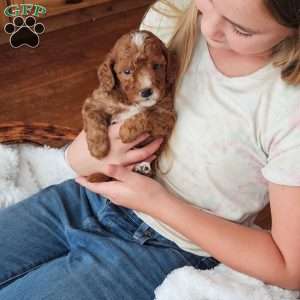 Rowan F1B, Cavapoo Puppy