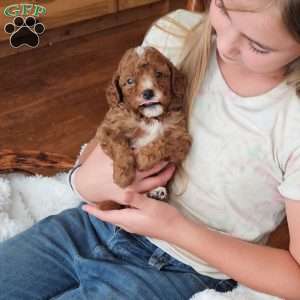 Rowan F1B, Cavapoo Puppy