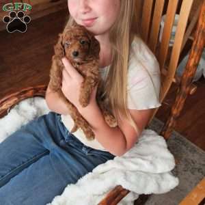 Rufus F1B, Cavapoo Puppy