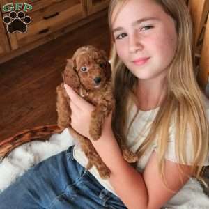 Rufus F1B, Cavapoo Puppy