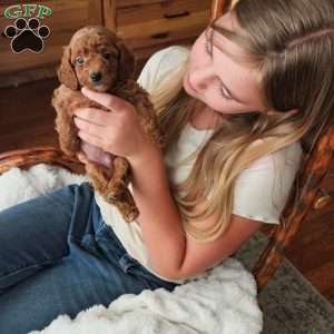 Rufus F1B, Cavapoo Puppy