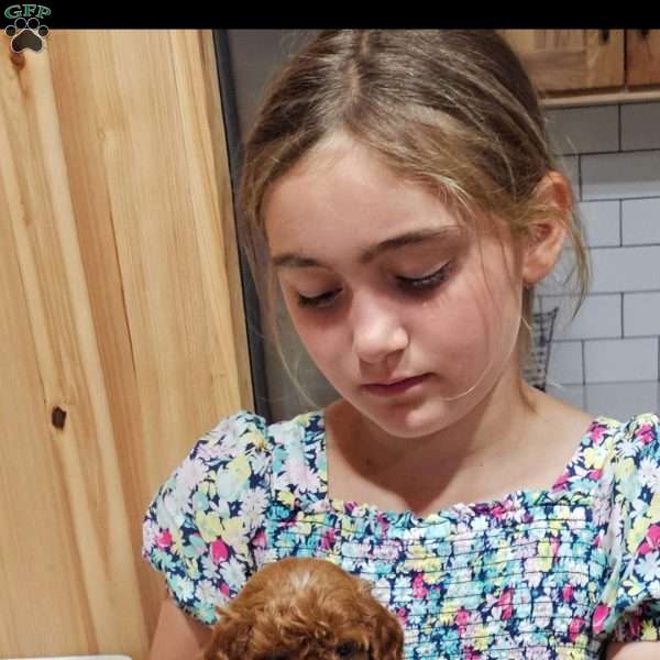 Rufus F1B, Cavapoo Puppy